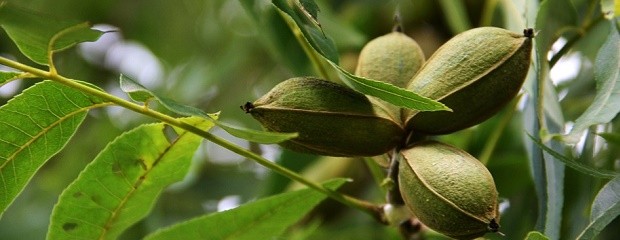 Buscan declarar a Crespo capital de la nuez pecan