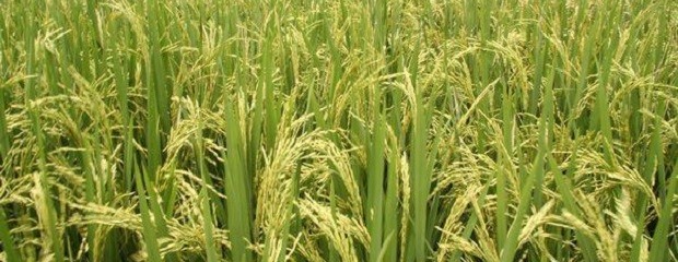 INTA alertó por una nueva enfermedad en arroz 