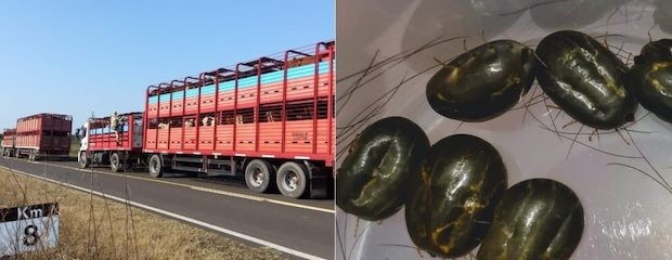 En La Paz, detectaron dos camiones de hacienda con garrapata