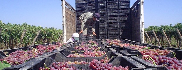 Argentina exportará uvas y cerezas a Tailandia