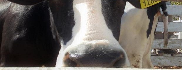 Aumentó 0,5% el precio de la leche al productor en agosto