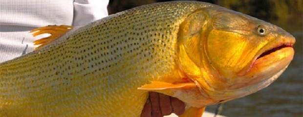 Continúa la veda para la pesca del dorado 