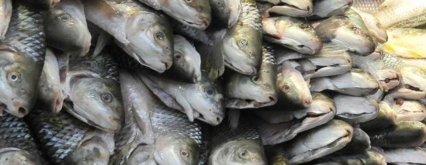 El pescado tendrá su día en el calendario