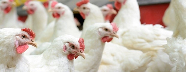 Las exportaciones argentinas de pollo crecerán 2% en 2020