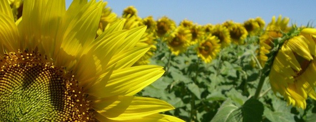 Se sembrarán sólo 1.000 hectáreas de girasol en Entre Ríos