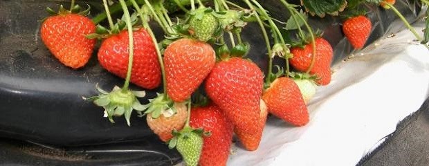 Descubren propiedades medicinales en la frutilla