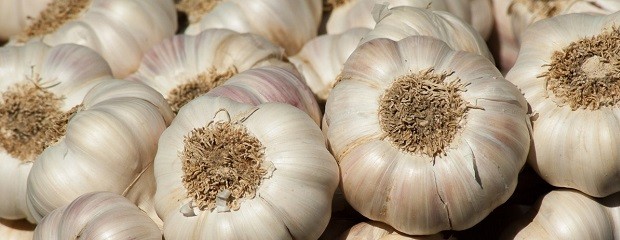 La cosecha de ajo empezó con buenas perspectivas