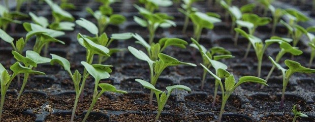  Preparan Seminario sobre plantas ornamentales