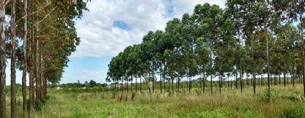 Expectativas para 2030 del sector forestal nacional