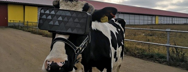 Vacas con gafas para que crean que están en el campo