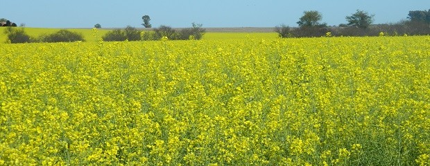 La producción de colza se ubicó en 5.495 toneladas