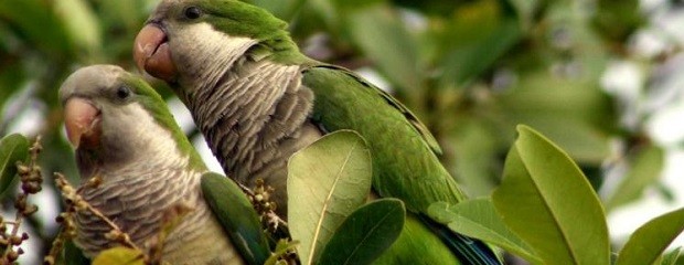 Santa Fe, loras y palomas tienen a maltraer a productores