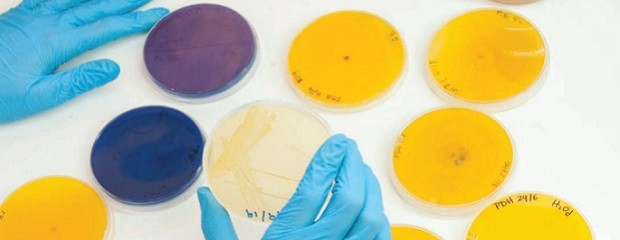 Descubren una especie de bacteria que degrada biomasa