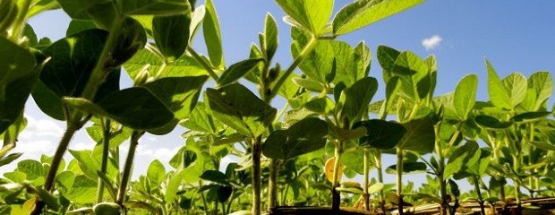 El 2019 cerró con pocos registros de cultivares nuevos