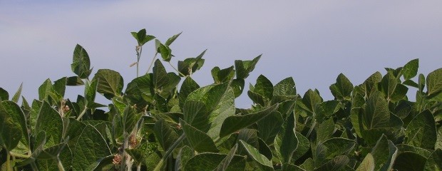 ¿Cuál es la condición del cultivo de soja en Entre Ríos?