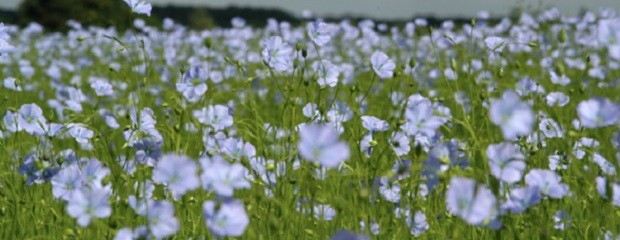 Entre Ríos, caída del área, rinde y producción de lino