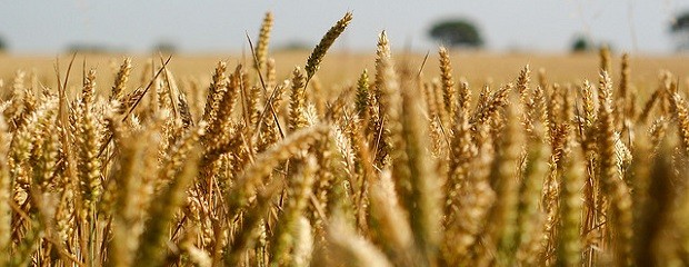 Los productores que guardaron trigo resultaron ganadores