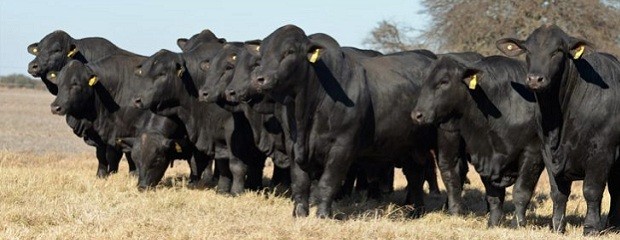 Criadores de Brangus del mundo se reunirán en Argentina