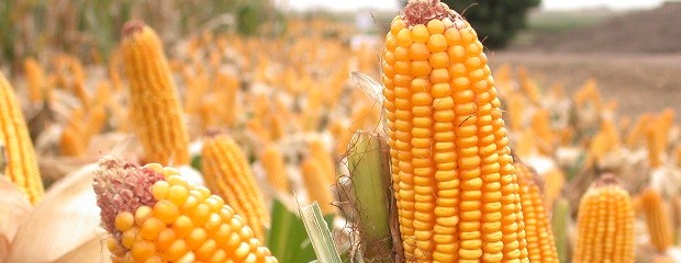 Maíz de segunda: Se necesitan 4.610 kg/ha para cubrir costos