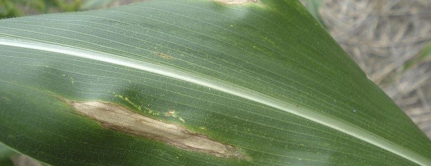 Alertan sobre el avance de tizón foliar en maíces tardíos