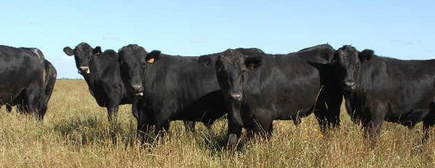 Brasil importará genética bovina argentina