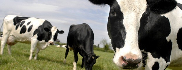 El precio de la leche aumentó en enero