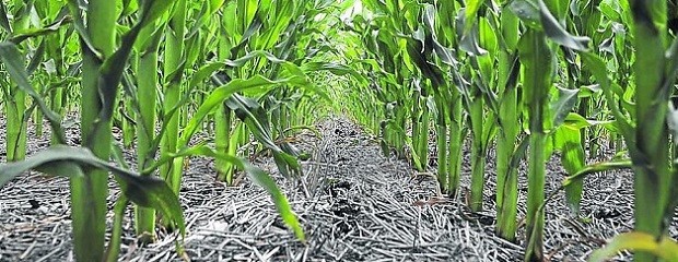 Convocan a la Mesa de Buenas Prácticas Agrícolas