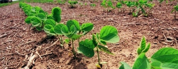 Advierten que podría caer la fertilización en soja