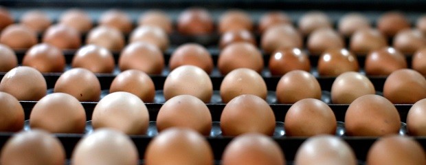 Crisis en el sector avícola pese a la mayor venta de huevos