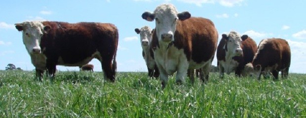 Los precios en medio de la demanda de feedloteros