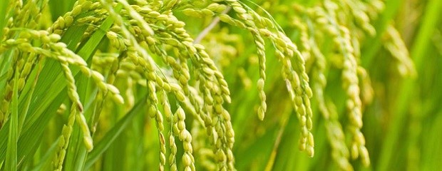 Cómo medir la pérdida de cosecha en arroz