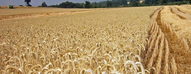 Avanza la siembra de trigo en Entre Ríos