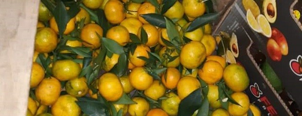 Presencia de fruta con hoja en el mercado de Mar del Plata