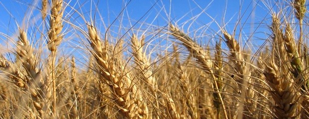 El trigo es rentable en el modelo agroecológico