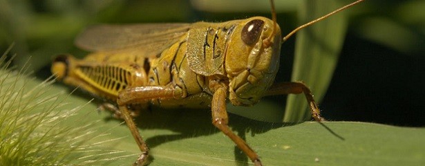 La manga de langostas se dirigen ahora hacia Brasil