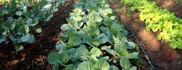 Con el invierno, llegan los cuidados especiales en la huerta