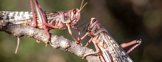 Continúa de forma ininterrumpida la vigilancia de langostas