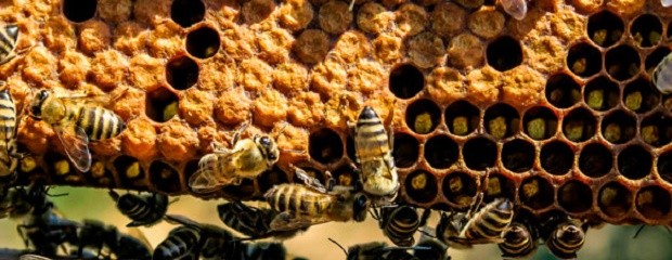 La disminución de las abejas debido al estrés