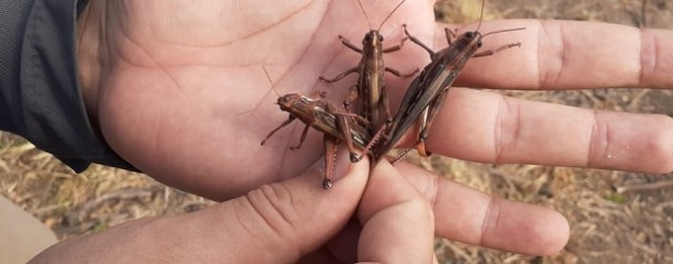 Langostas: se detectaron dos mangas en el norte del país