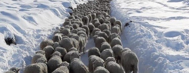 En la Patagonia mueren animales y hay productores aislados