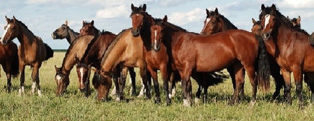 Se detectó Foco de Anemia Infecciosa Equina en Lincoln