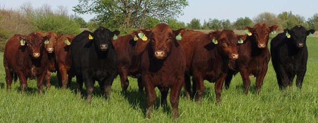 Buscan certificar la carne bajo sello Carnes Entrerrianas