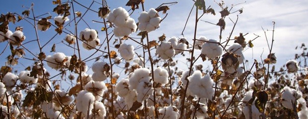 Nuevas variedades de semilla de algodón 100% argentinas