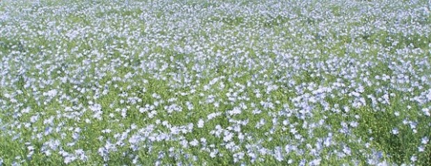 Por las heladas, se estiman perdidas en el área de colza