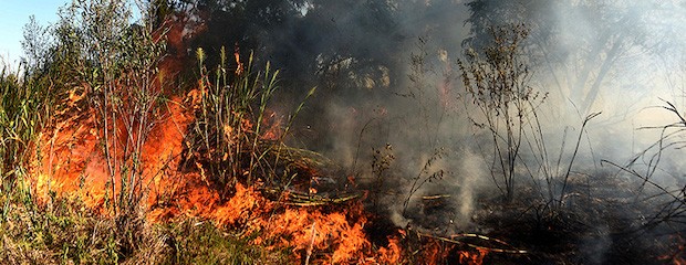 Agosto es el mes con mayor registro de incendios en el Delta