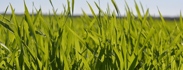 ¿Cuál es la condición del trigo en Entre Ríos?