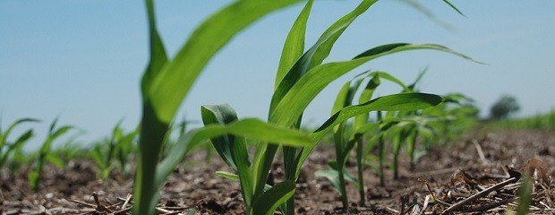 Se largó la siembra de maíz y girasol en Entre Rios