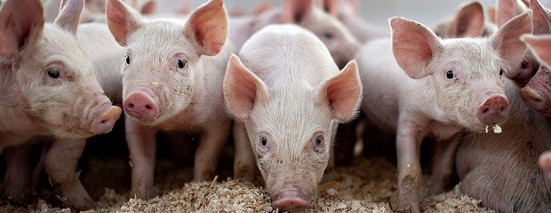 Expondrán sobre el plan de producción local de carne porcina