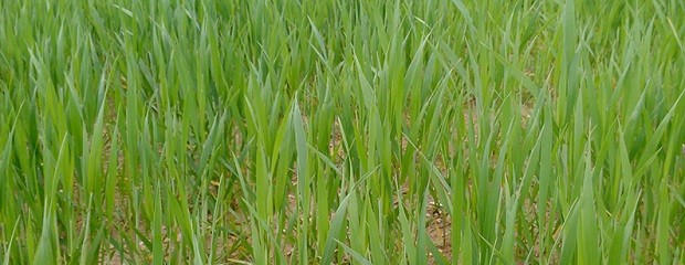 ¿Cuál es la condición del cultivo de trigo en Entre Ríos?