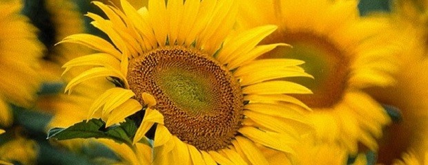 Se sembrarían unas 6.000 ha de girasol en la provincia